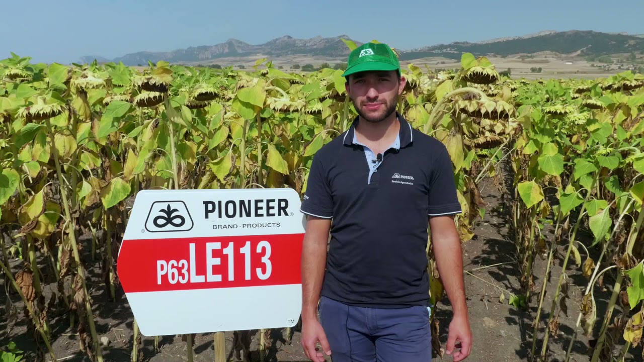 P63LE113 - El mejor ExpressSun® del mercado