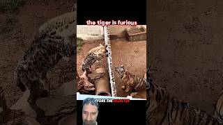 Hyena Taunts Tiger 🐅 Instant Karma Attack!