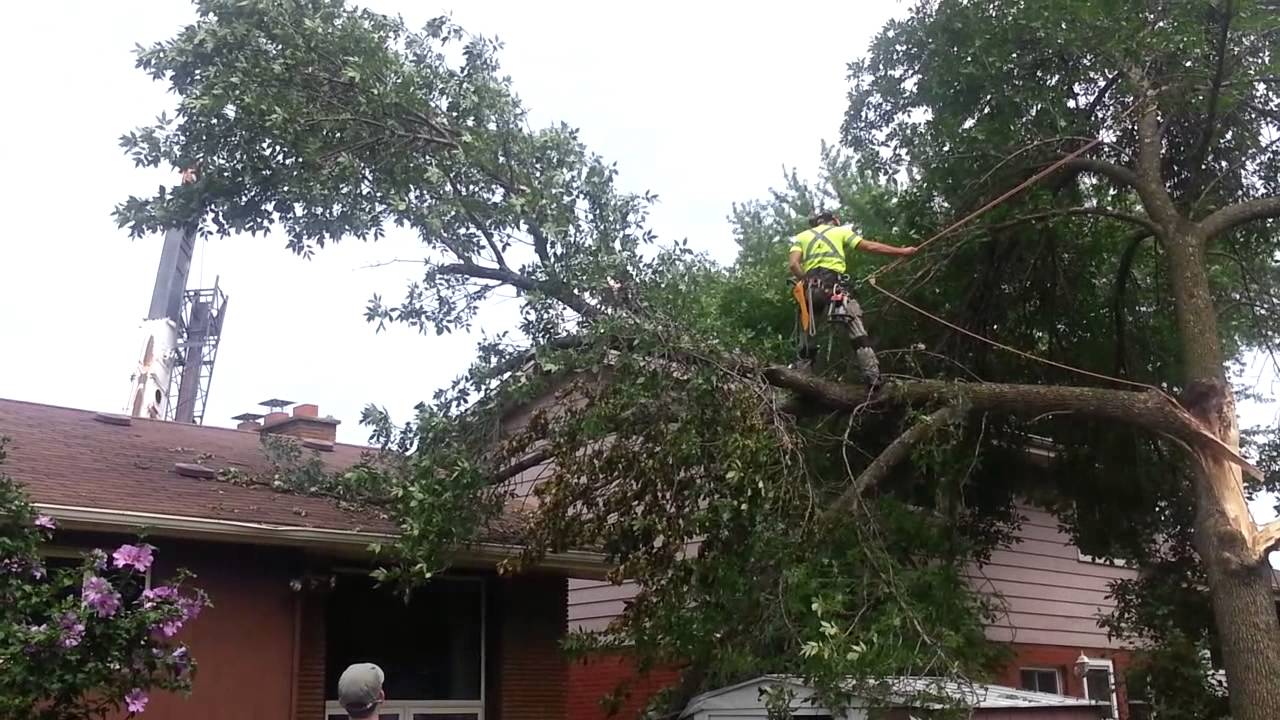 Storm damaged tree removal part 1 - YouTube