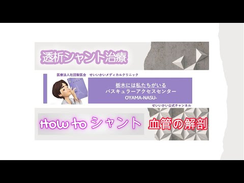 教えてDr S シャント治療　血管の解剖