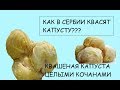 КАПУСТА квашеная целыми кочанами по-сербски.