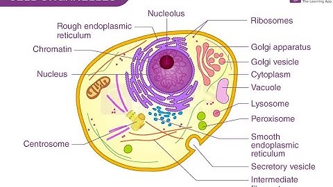 Structure Of Cell | Plasma Membrane | Nucleus | The Anatomy 