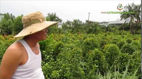 Vườn ươm cây giống của Cây Xanh Gia Nguyễn (p5)