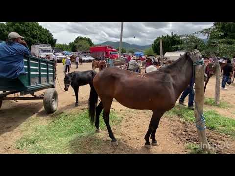 ANIMAL MARKET - San Antonino Castillo Velasco Animal Baratillo, CABALLOS Zone