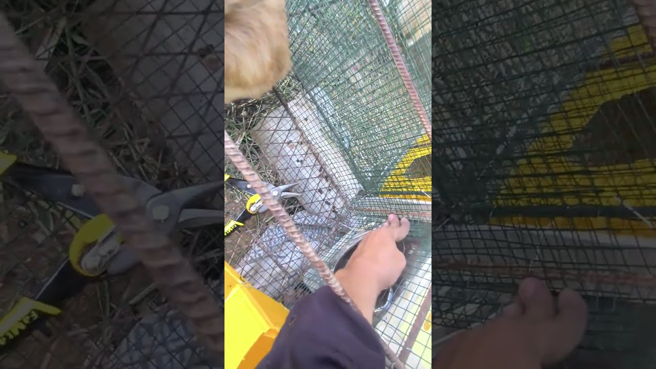 عمل بيت لي ذكور الأرانب ونوع العلف 