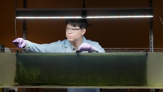 Algae Scrubbing for Waterway Remediation and Biofuel Production