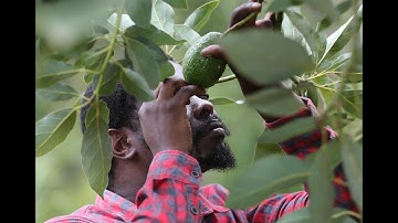 IPM Avocado Training