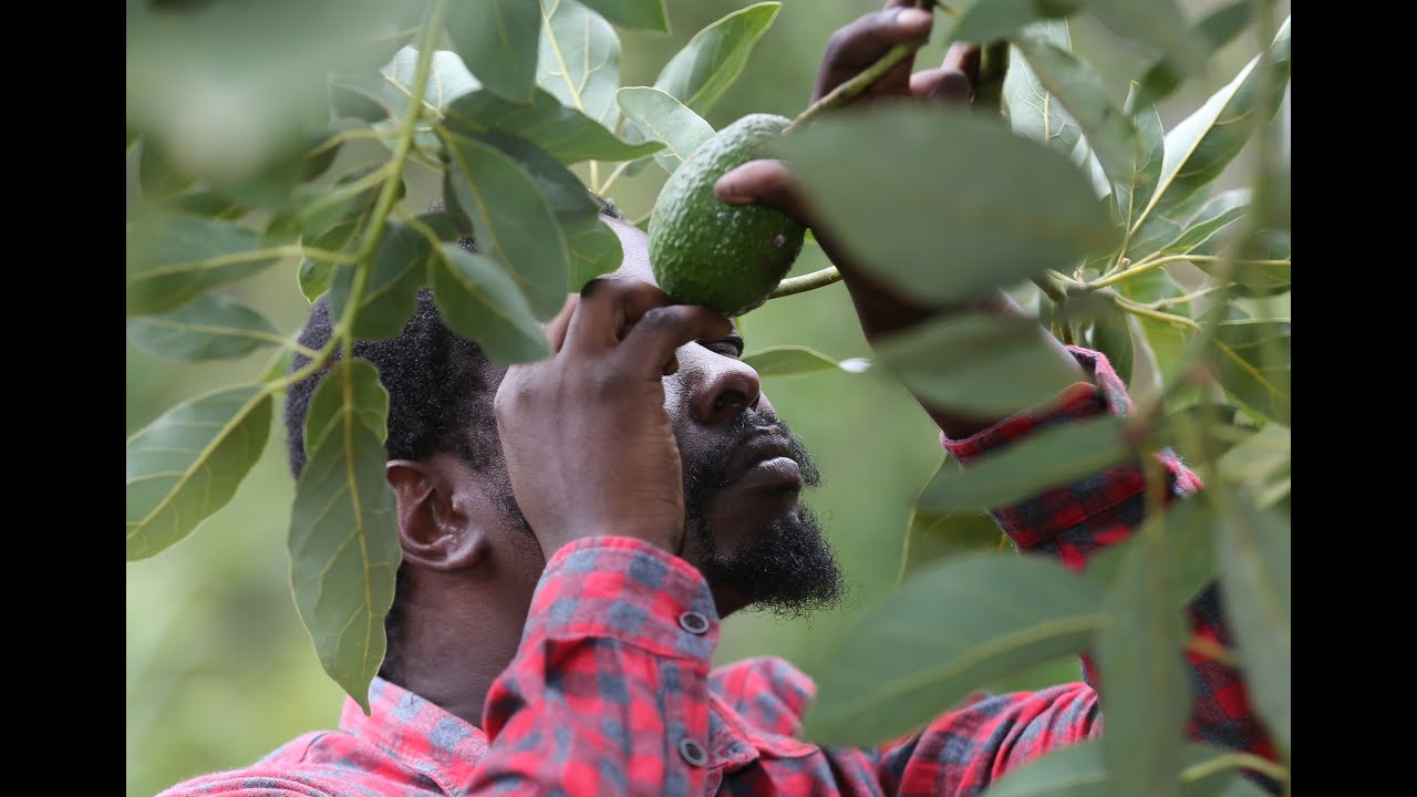 Ipm avocado training youtube