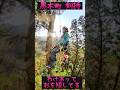 わけあって杉を空中で切り落としている動画 #treeclimbing #特殊伐採 #arborist