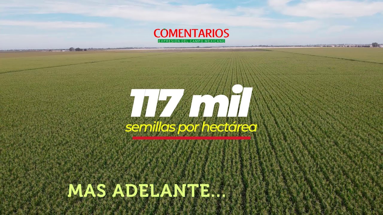 117 SEMILLAS POR HECTÁREA | MAÍZ EN SINALOA 🌽