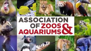 Happy Hollow | Learn about Jaguars with our Zoo Curator