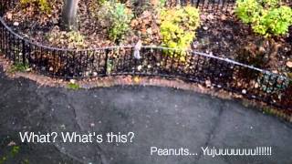 Squirrel.m4v