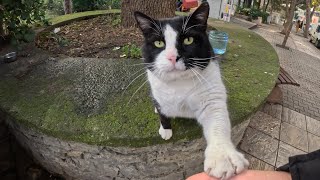 Sweet giant cat asking for affection in his cute little way by Stray Paws of Istanbul 2,163 views 3 months ago 2 minutes, 45 seconds