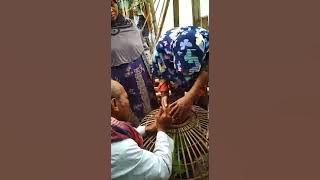 Anak kejepit kandang Ayam