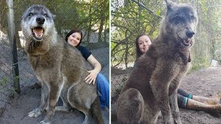 Приют спас этого огромного волкособа, а затем ДНК-тест показал почему он такой большой Приют спас этого огромного волкособа, а затем ДНК-тест показал почему он такой большой