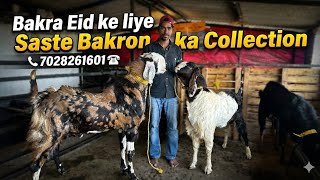 Akram Bhai Ka Ramzan Main Saste Bakro Ka Collection | Bakra Eid Ki Tyaari In Mahpoli Bhiwandi. 