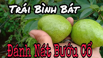 Cây Nhà Lá Vườn/Trái Bình Bát Đánh Nát Bướu Cổ/Hải Đăng Vlog