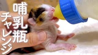 【日目】哺乳瓶にチャレンジ【おまめ日記】保護猫ミルクボランティア