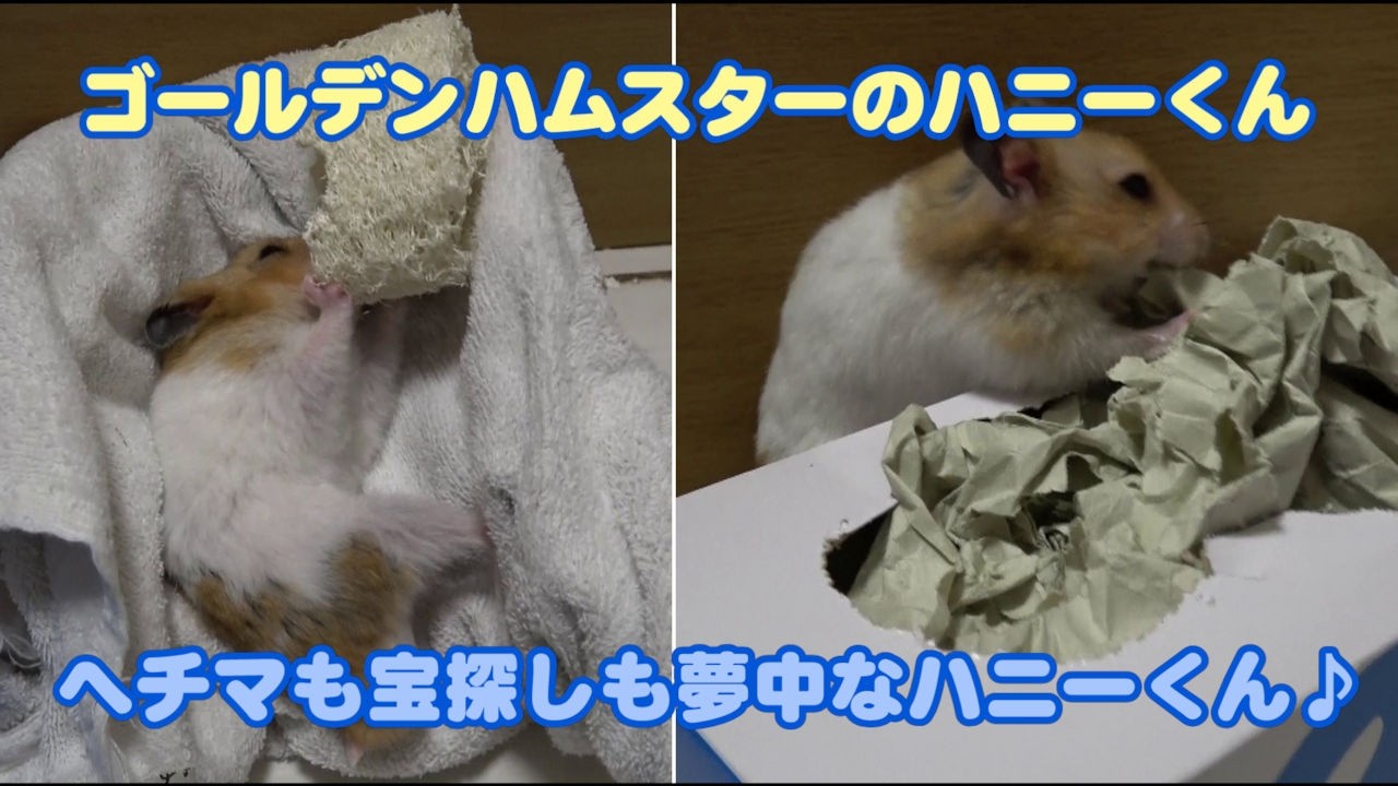 Golden Hamster Honey】466 Honey Totally Absorbed in the Loofah Is