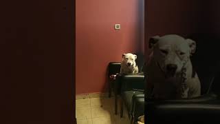 Tavuğu Kim Yedi Suçlu Sorgusu