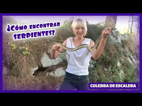 ¿Como encontrar serpientes? GRABO LA BÚSQUEDA Y LA ENCUENTRO