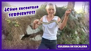 ¿Como encontrar serpientes? GRABO LA BÚSQUEDA Y LA ENCUENTRO