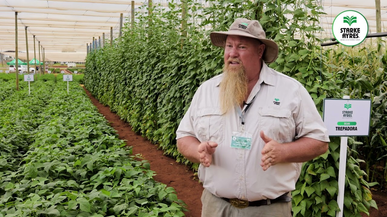 SA Field Day 2023   Beans