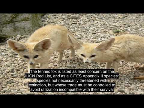 Fennec Fox