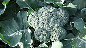 How to Plant Broccoli, Brussels Sprouts, Cabbage, Cauliflower, Collards, Kale & Kohlrabi - YouTube