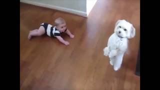 Top 10 Funny Dancing Dogs Compilation - Try Not To Laugh by Susan Smith 2,860 views 7 years ago 6 minutes, 36 seconds