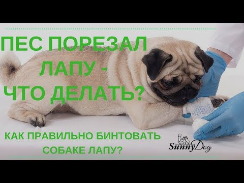 Собака порезала лапу, что делать? Как бинтовать собаке лапу правильно?