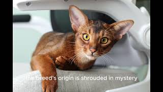 The Abyssinian by AFFINITYX#allaboutanimals# 131 views 6 months ago 49 seconds