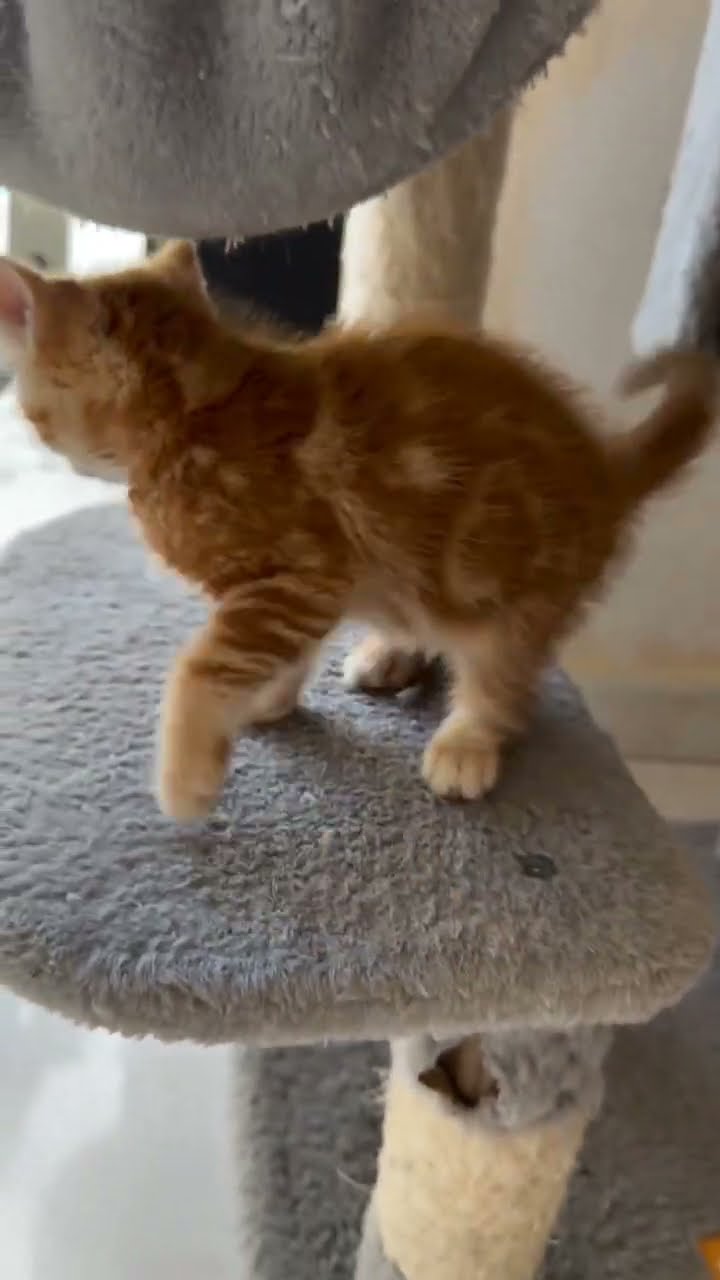 Top des vidéos très mignon petit chaton orange ???????