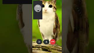 the meowl is the make me ANGRY in i play games😡
