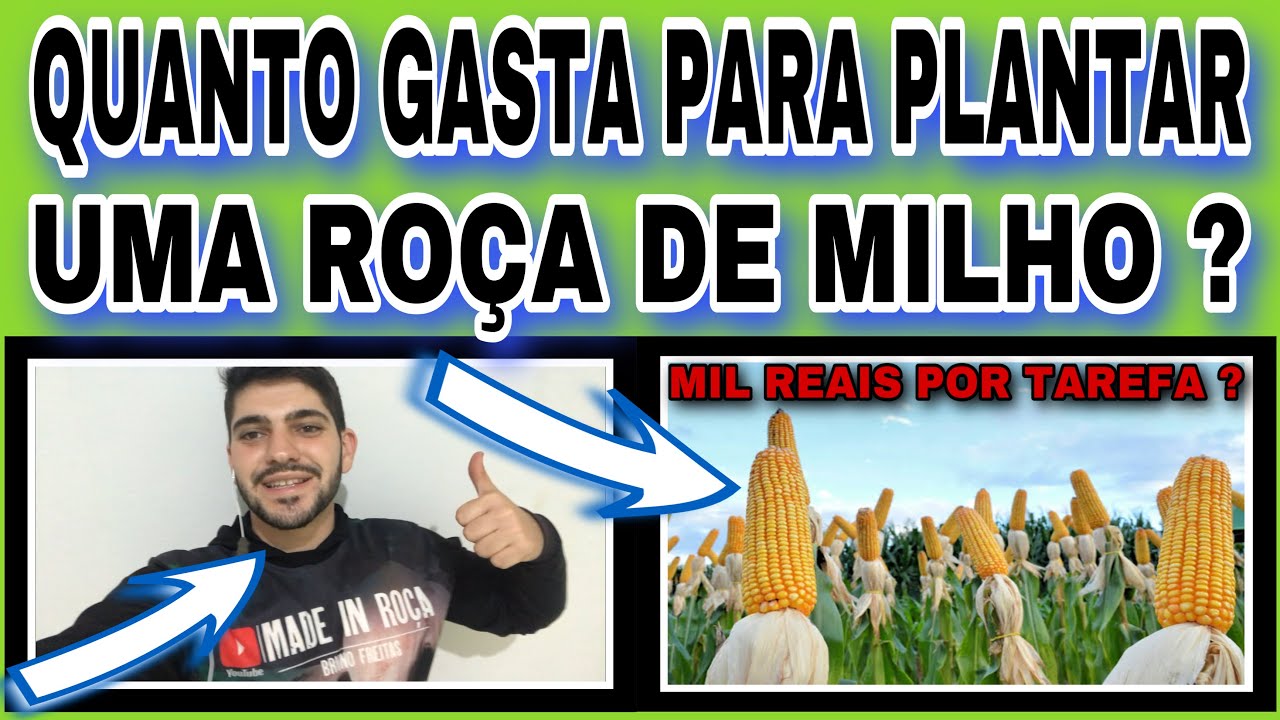 Qual O Preço Do Milho Na Roça?