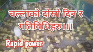 Second days of poultry.......how to make healthy birds....rapid power medicine for broiler