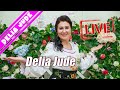 Delia jude i formaia dor  colaj arini live