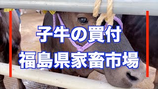風が強い中、子牛の買付に福島県家畜市場に来ました
