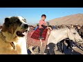Туркменский Волкодав Алабай Небит-даг Turkmen alabay Central Asian Dog Alabai