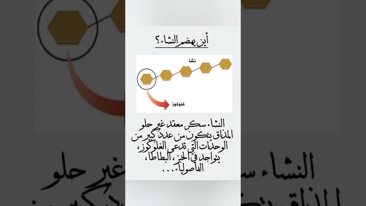 أين يهضم النشاء؟! رابعة متوسط