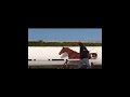 Cheval à vendre - Jument d’avenir 5ans - equirodi.com