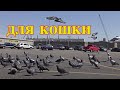 Веселье для домашних животных! Кошки и собаки любят это видео