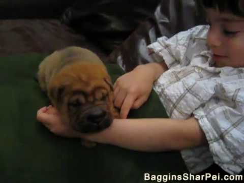 Shar-Pei Puppy (#8) - YouTube