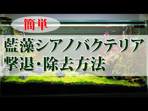 【 ド素人のアクアリウム・実験編②】藍藻シアノバクテリア撃退・除去方法！