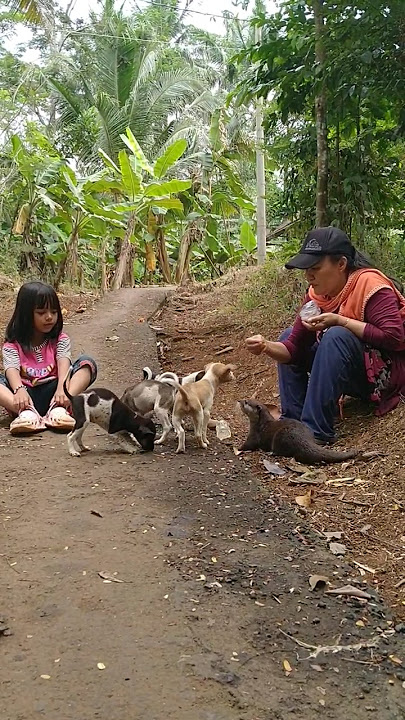 Tumben banget Siboni bisa diam #betinurgustiani #siboni #animals #americanfunnyvideos