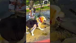 किस से नाराज होकर मेरा डॉगी जा रहा था😱 #funnydogs #shorts