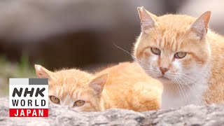 Kanagawa: Hospitality in Hakone  A Cat'sEye View of Japan