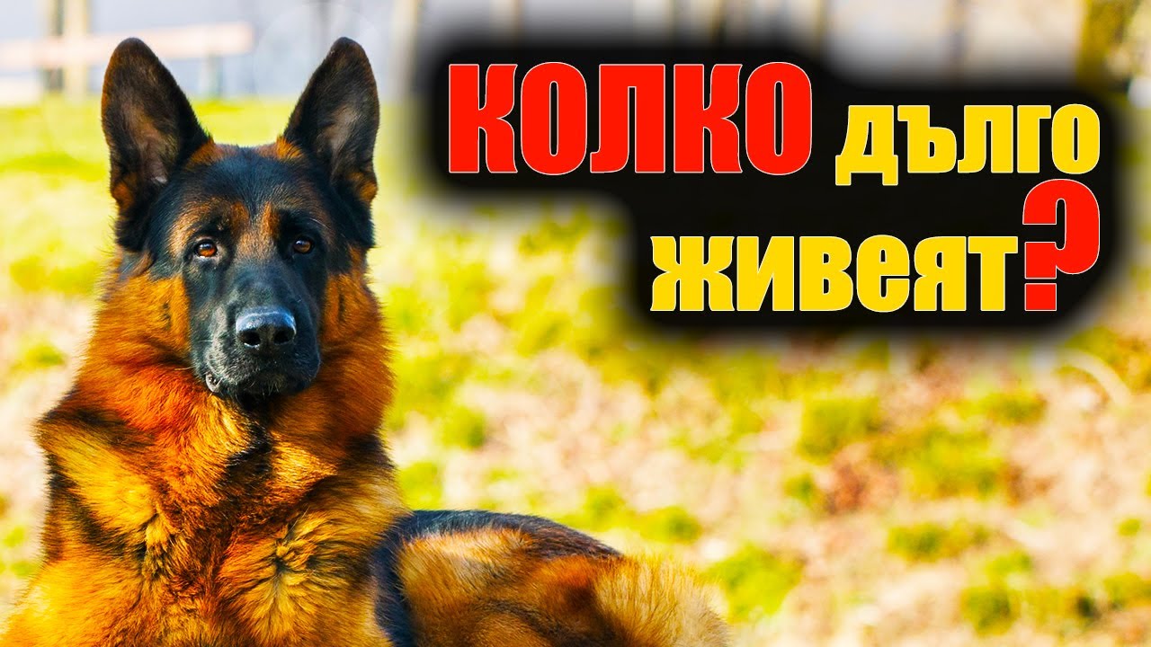 Колко Години Живеят Немските Овчарки?