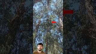 Tree Top Cutting Expert in Action #youtubeshorts #satisfying #shorts