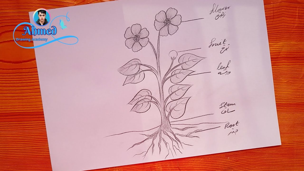 Draw The Parts Of A Plant Bir draw-the-parts-of-a-plant-bir